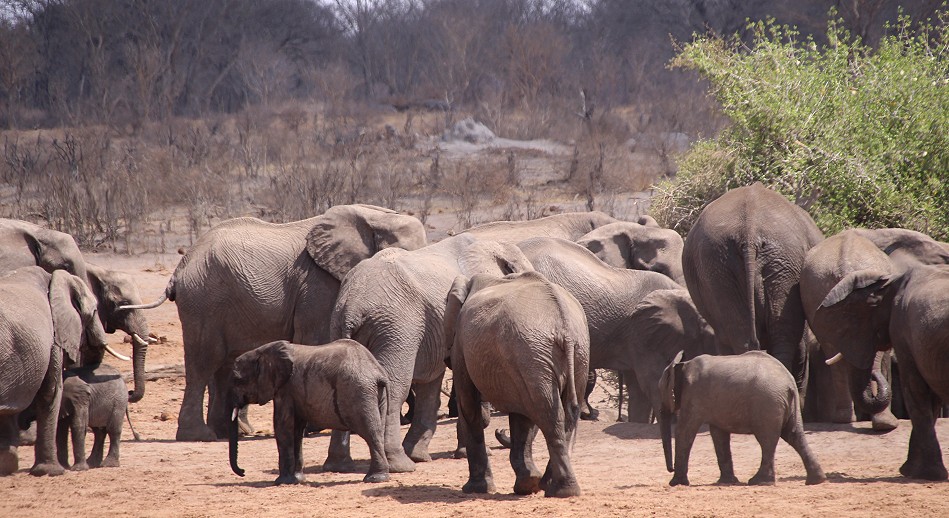 große Elefantenherden im Hwange National Park