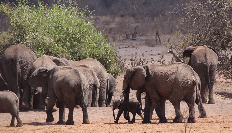große Elefantenherden im Hwange National Park