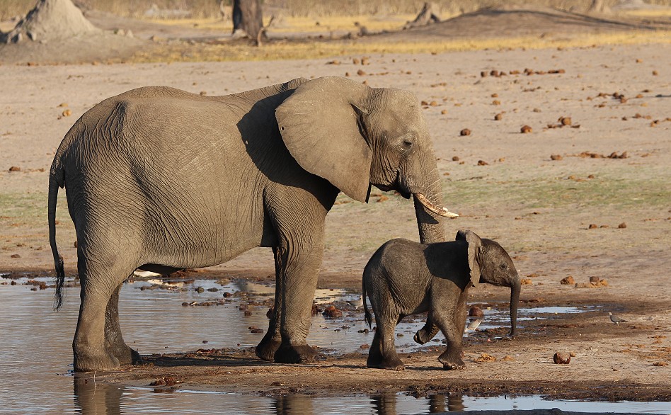 Elefanten im Hwange National Park