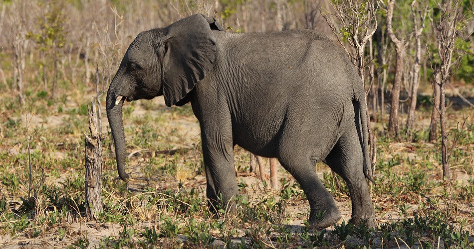Elefanten im Hwange National Park