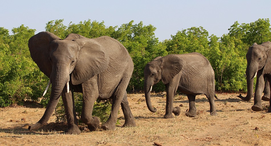 Elefanten im Hwange National Park