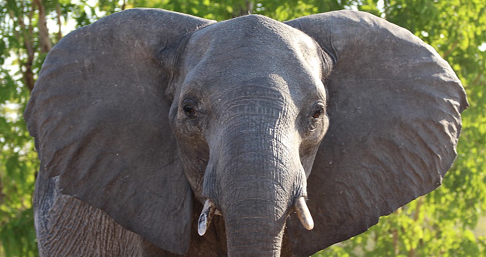 Elefanten im Hwange National Park