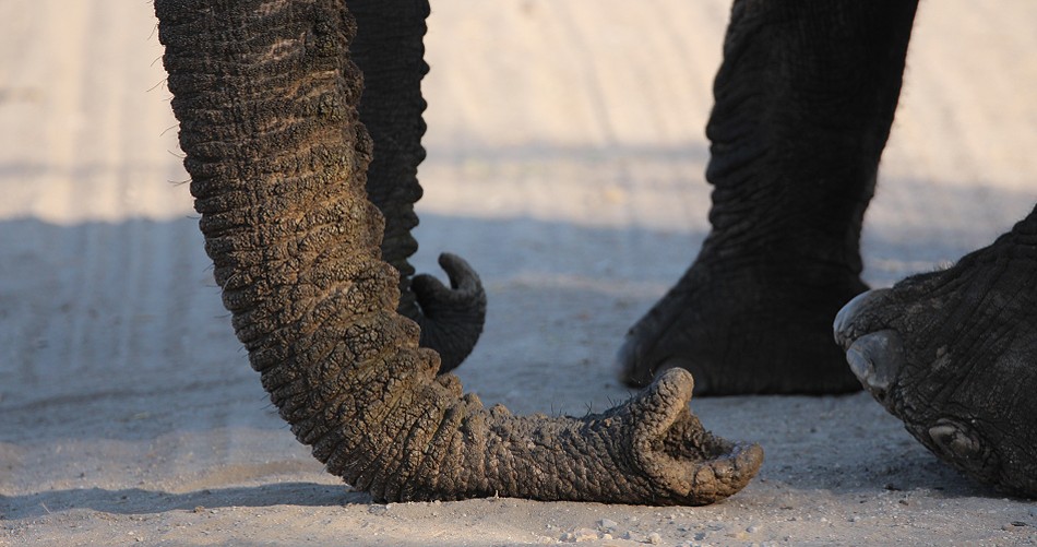 Elefanten im Hwange National Park