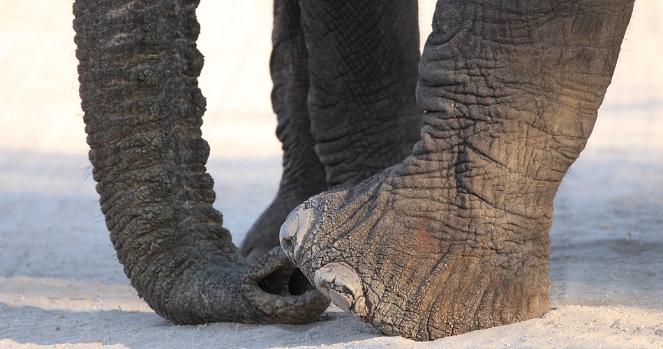 Elefanten im Hwange National Park
