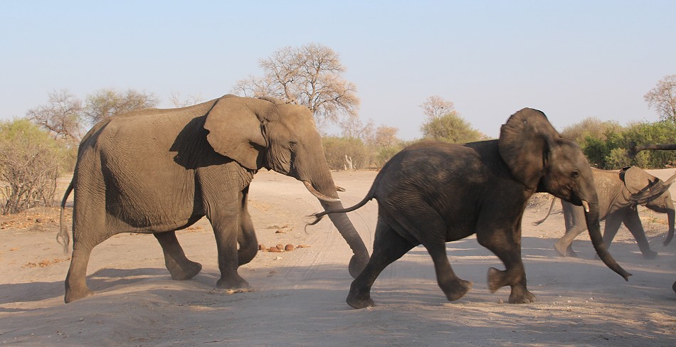 Elefantenbegegnung im Hwange National Park