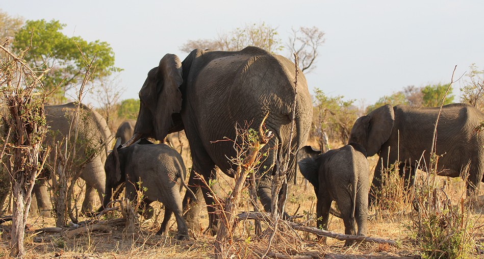 Elefanten im Hwange National Park