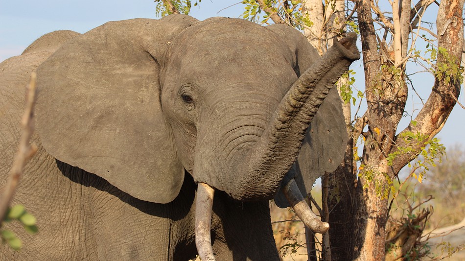 Elefantenbegegnung im Hwange National Park