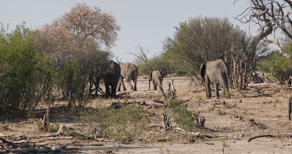 Fusspirsch, Inzila Mobile Safaris