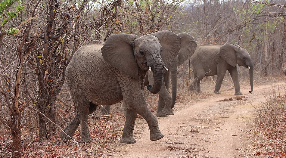 Elefanten blockieren die Piste, Hwange