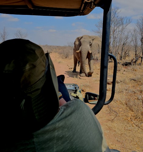 Elefanten Begegnung im Hwange National Park