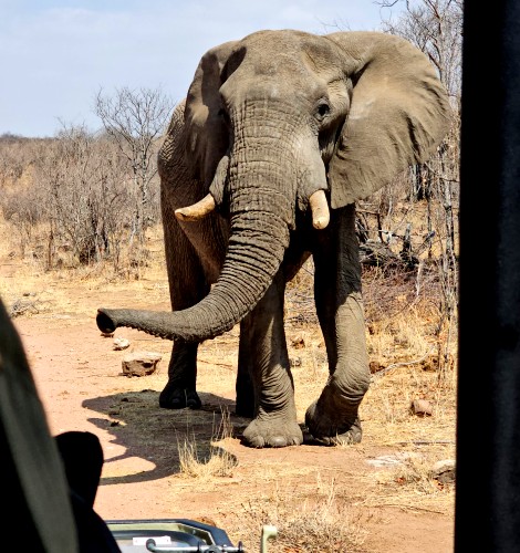 Elefanten Begegnung im Hwange National Park