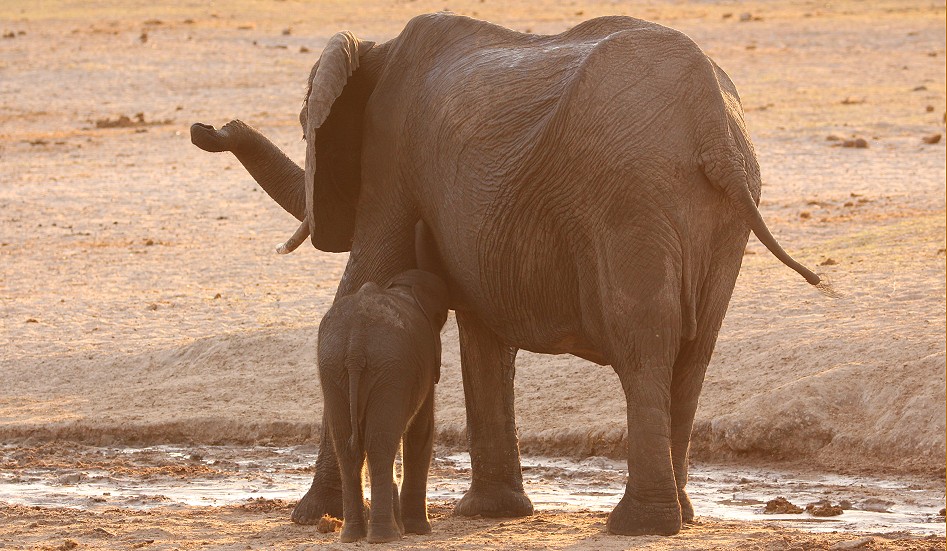 Sonnenuntergang im Hwange National Park