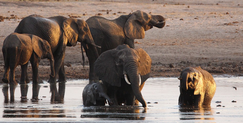 Sundowner im Hwange National Park