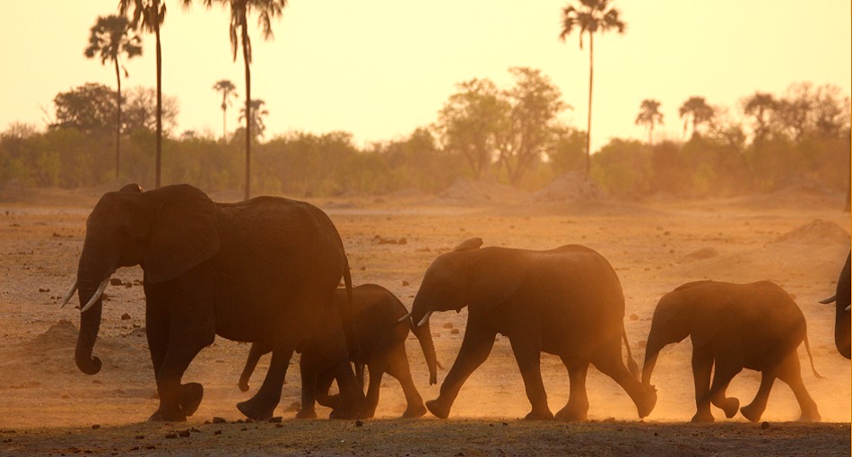 Sonnenuntergang im Hwange National Park
