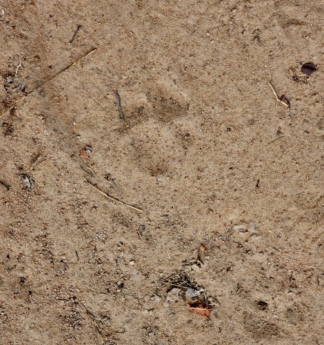 Löwen Tatzenabdruck im Sand