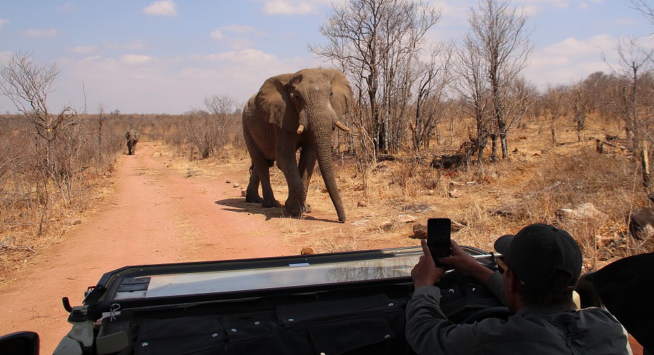 Elefanten Begegnung im Hwange National Park