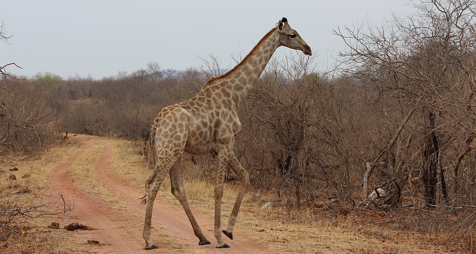 Südafrikanische Giraffen
