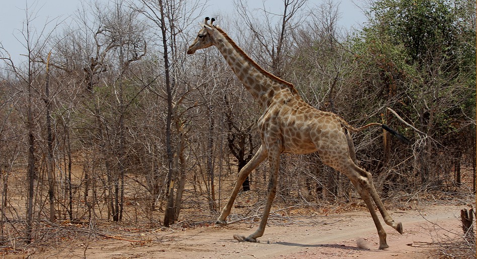 Südarfikanische Giraffen sind heller als ihre Verwandten in Ostafrika