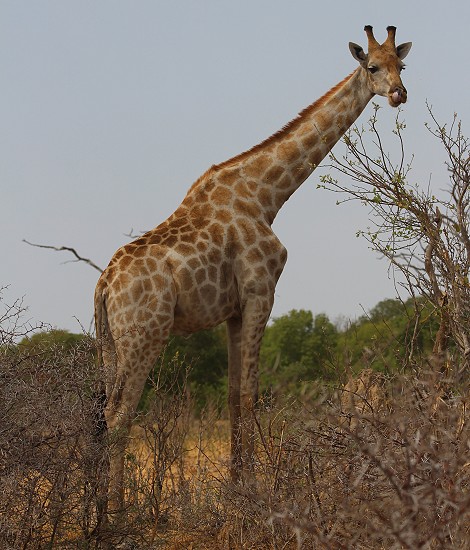 Südliche Giraffen