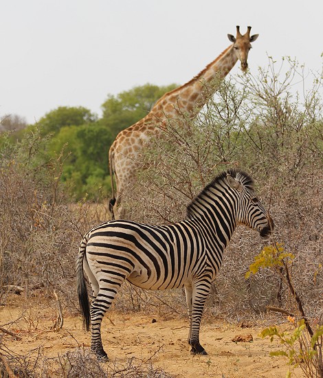 Südliche Giraffen