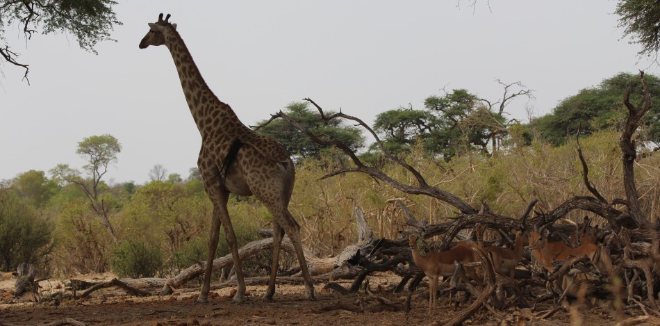 Südliche Giraffen