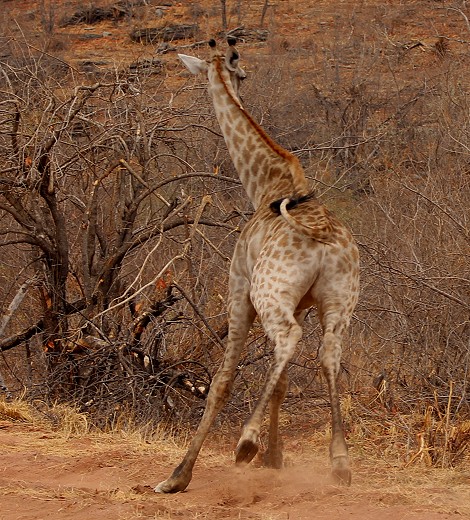Südafrikanische Giraffen