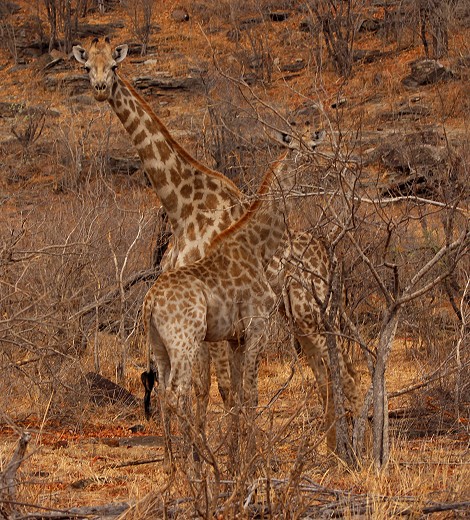 Südafrikanische Giraffen