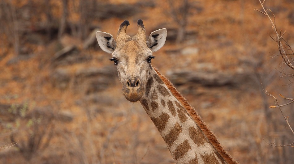 Südafrikanische Giraffen