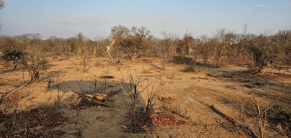 versteckte Giraffen im Hwange National Park