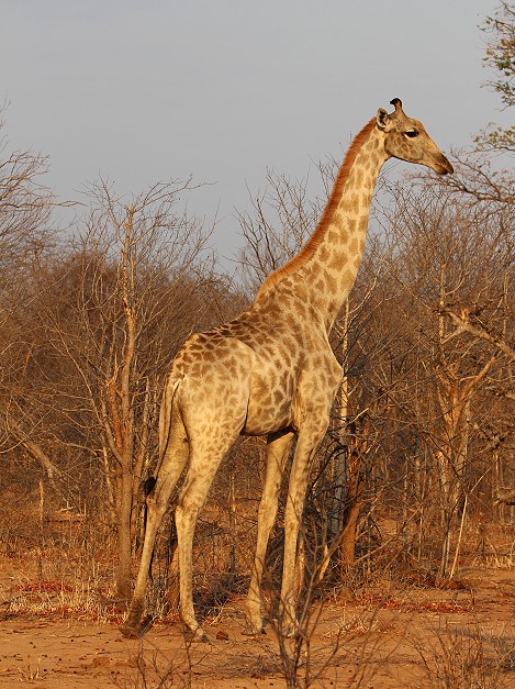 Giraffe