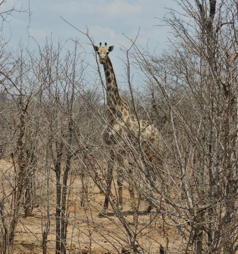 Giraffen