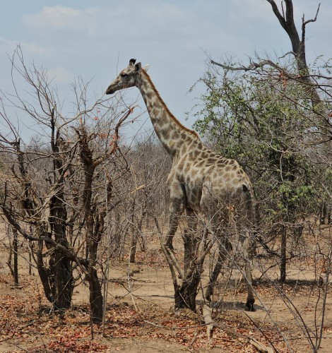 Giraffen im Hwange Park