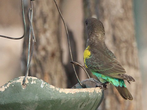 Goldbugpapageien, Hwange National Park