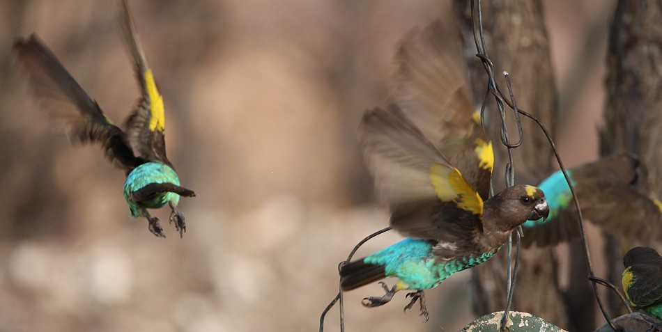 Goldbugpapageien, Hwange National Park