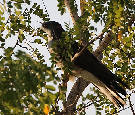 Greifvogel
