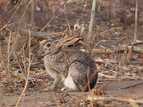 Kaphase, Hwange National Park