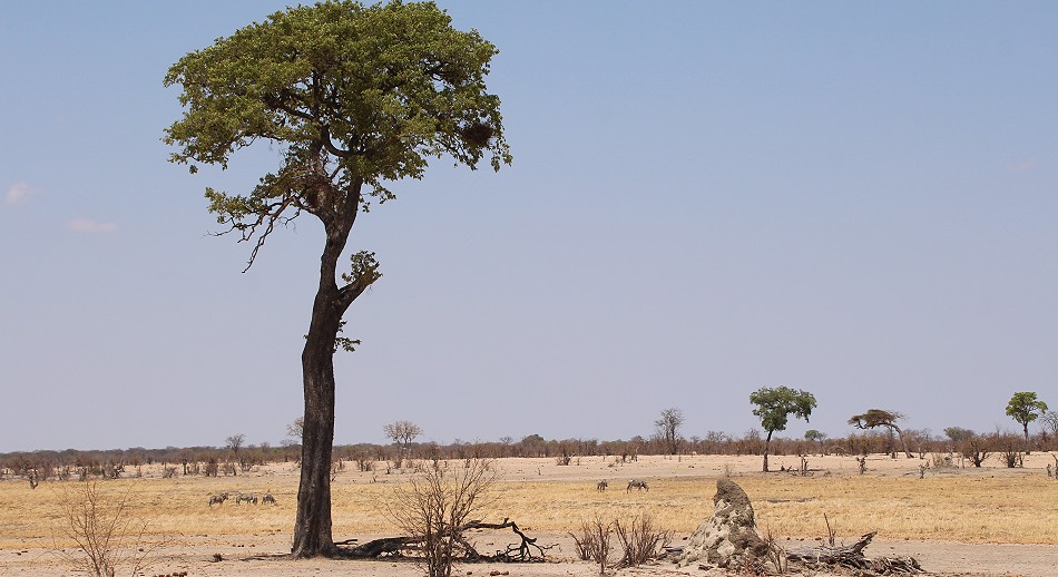 typische Landschaft im westlichen Teil des Hwange National Parks