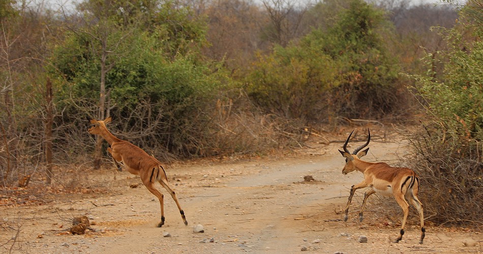 flüchtende Impalas, Hwange