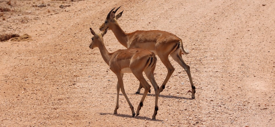 Impala Antilopen