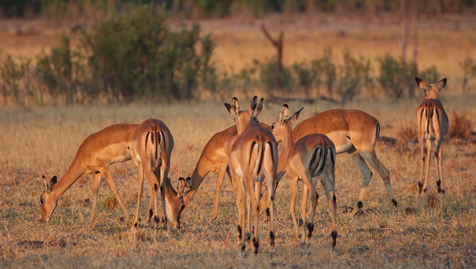 Impalas