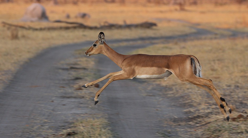 Impalas