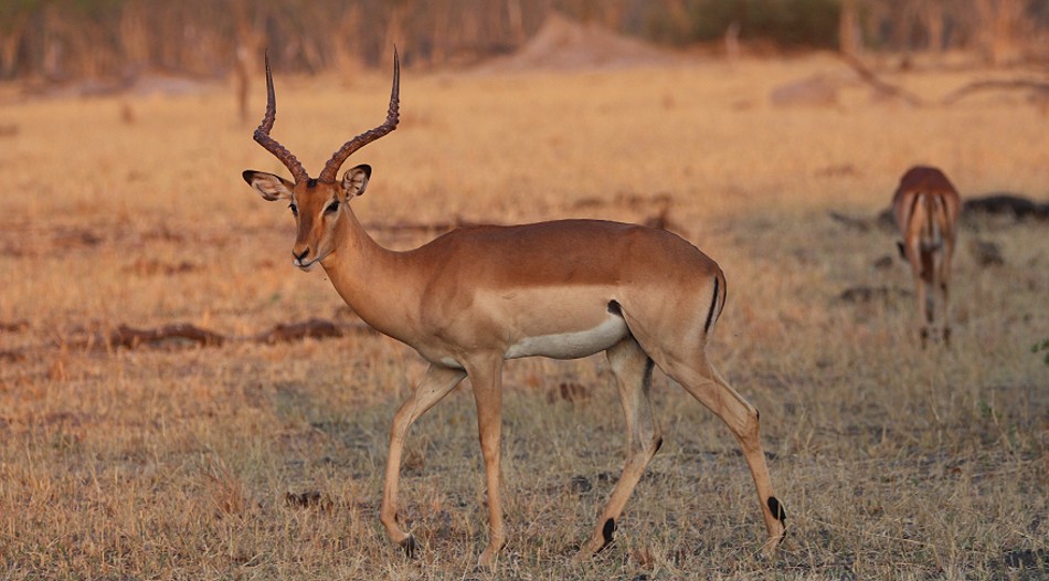Impalas