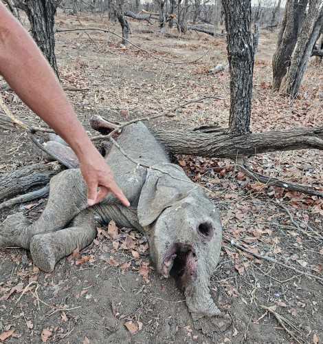 Wieder ein Elefantenkadaver während der Fusspirsch im Hwange Park