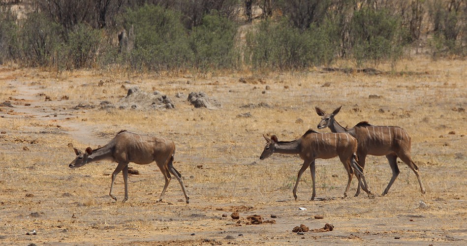 Große Kudus am Kennedy 2 Dam