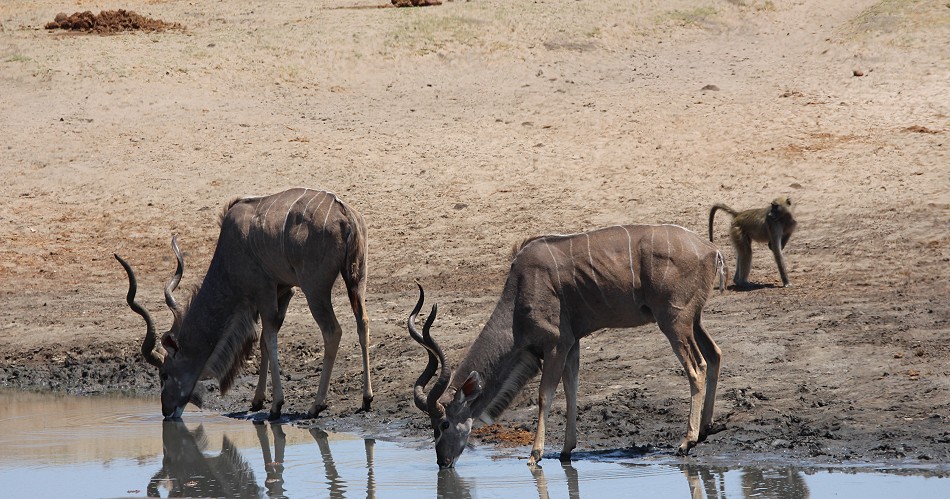 Große Kudus am Kennedy 2 Dam