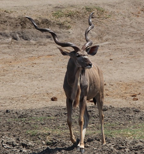 Großer Kudu, Kennedy 2 Dam