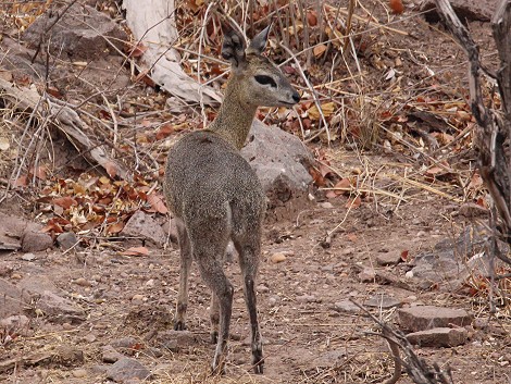 Klippspringer im Hwange Park