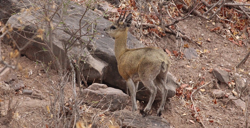 Klippspringer im Hwange Park