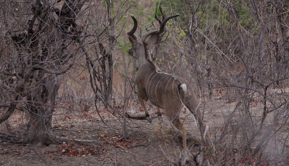 Großer Kudu, Greater Kudu