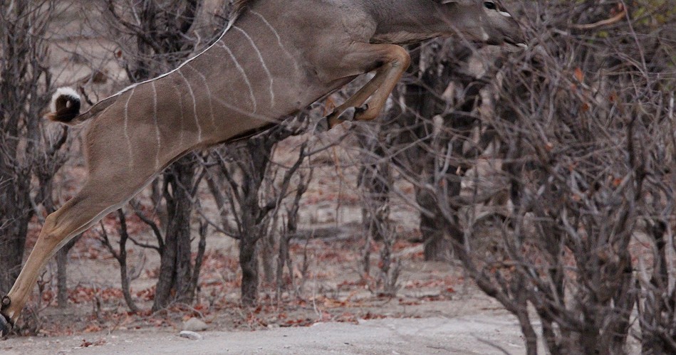 Großer Kudu im Sprung, Greater Kudu